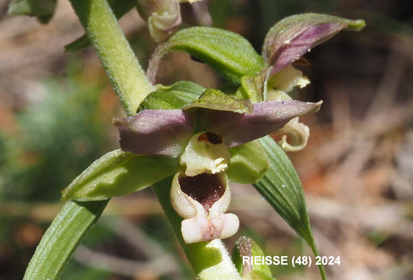 Helleborine, Outspread-leaved flower